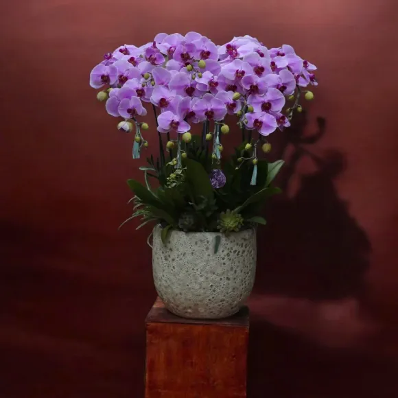 Hoa Tươi Thiên Ý – Địa Chỉ Cung Cấp Lan Hồ Điệp Chất Lượng Cao Tại Quận 12, TP.HCM